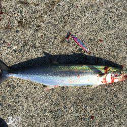 太刀魚、サゴシ、ハマチ、爆風